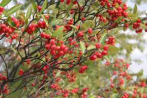Extracto de Aronia y el peso adecuado