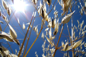 Fibra dietaria beneficios para tu salud