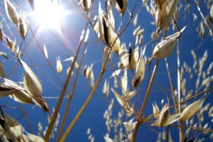 Fibra dietaria beneficios para tu salud