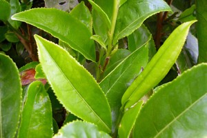 Plantas lipolíticas o quemagrasas