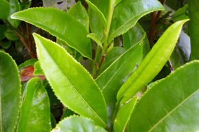 Plantas lipolíticas o quemagrasas