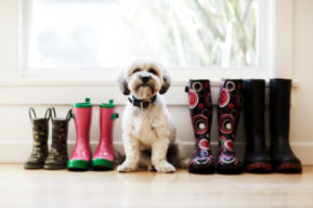Tener animales en casa, cosa de familia