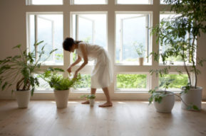 Plantas de interior para decorar tu hogar
