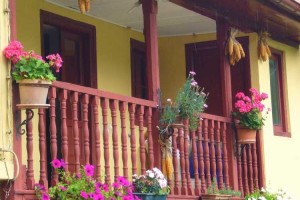 Plantas en el balcón