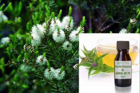 Aceite esencial árbol del té