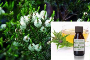 Aceite esencial árbol del té