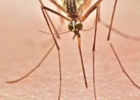 evitar las picaduras de los mosquitos