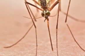 ¡Adiós a los mosquitos! Cómo evitar los mosquitos este verano.