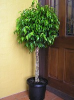 Plantas de interior que embellecen y purifican el aire    