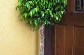 Plantas de interior que embellecen y purifican el aire