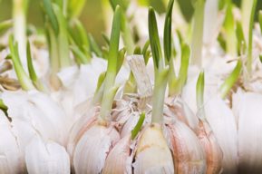 Los beneficios del ajo germinado