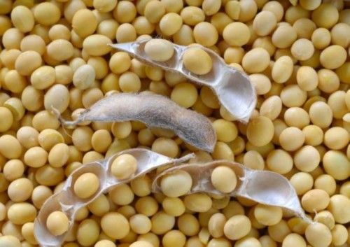 Añadir soja a la dieta para adelgazar soja para bajar de peso