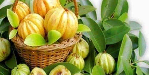 que es la garcinia cambogia