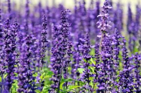 Beneficios de decorar la casa con flores