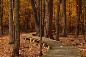 Seis beneficios saludables del otoño