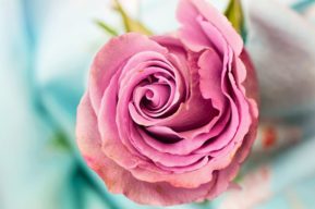 Seis emociones contadas a través de un perfume