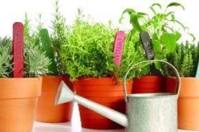 5 Consejos para cultivar hierbas y plantas aromáticas en casa