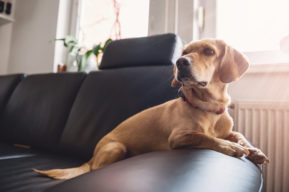 Llega una mascota a la familia