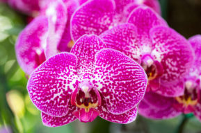 Guía para cuidar orquídeas