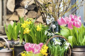 Renueva la casa en primavera con plantas y flores